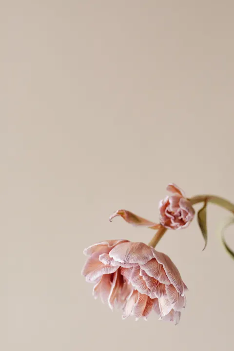 Peach Minimal Phone Wallpaper · pastel · 1440×2160