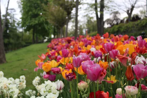 Обои Поле тюльпанов 4K · flowers · 3840×2560