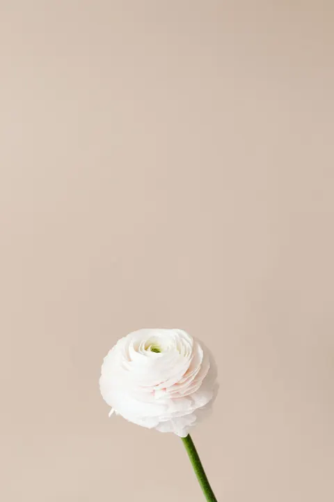 Peach Minimal Phone Wallpaper · pastel · 1440×2160