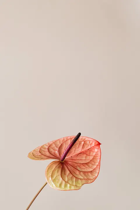 Peach Minimal Phone Wallpaper · pastel · 1440×2160