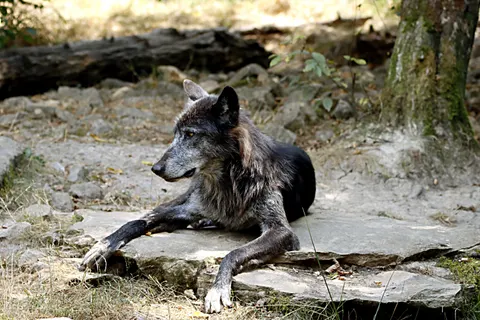 Wolf 4K Wallpaper · animals · 3840×2560