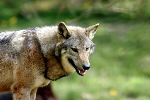 Wolf 4K Wallpaper · animals · 3840×2560