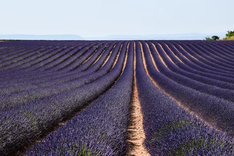 Sfondo Campo di Lavanda 4K · flowers · 3840×2560