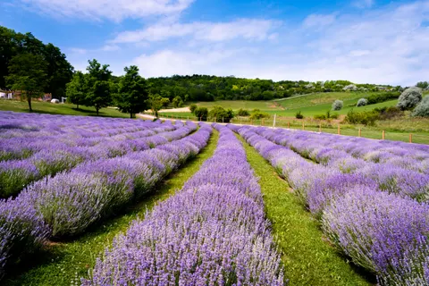 Fond d'écran Champ de lavande 4K · flowers · 3840×2560