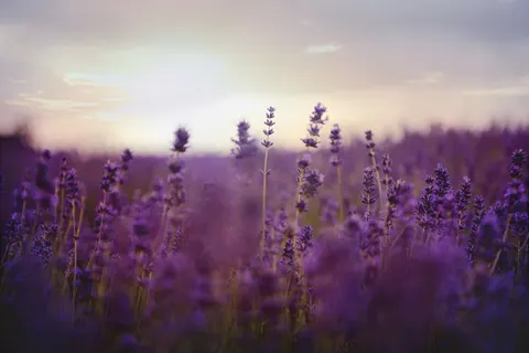 薰衣草田 4K桌布 · flowers · 3840×2563