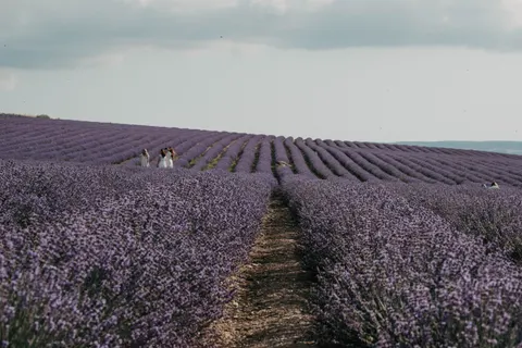 薰衣草田 4K壁纸 · flowers · 3840×2560