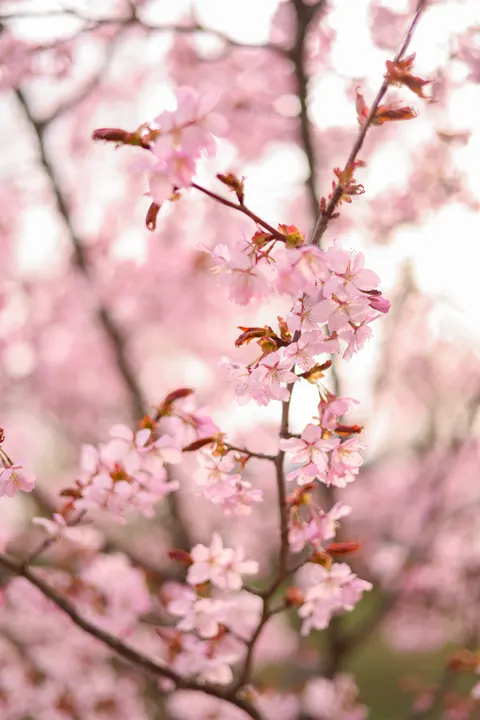 Blossom Pink Phone Wallpaper · pastel · 1440×2159