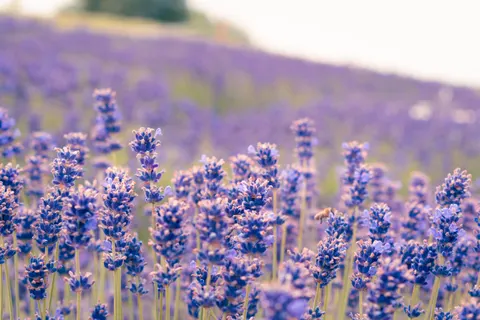 薰衣草田 4K桌布 · flowers · 3840×2560