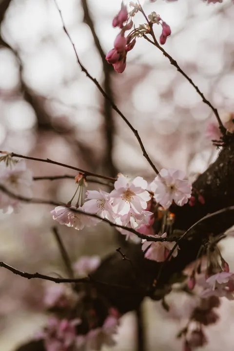 Blossom Pink Phone Wallpaper · pastel · 1440×2157