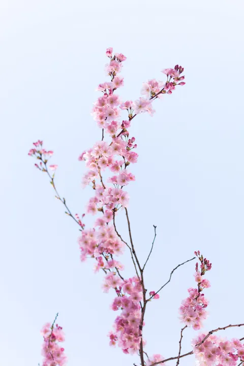 Blossom Pink Phone Wallpaper · pastel · 1440×2160