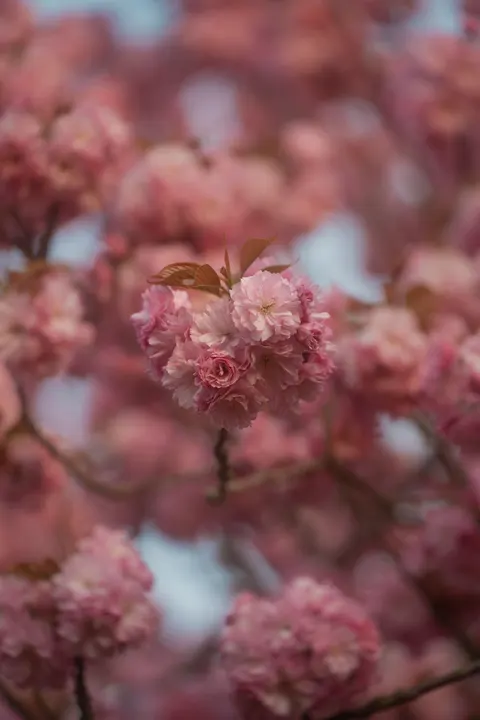 Blossom Pink Phone Wallpaper · pastel · 1440×2160