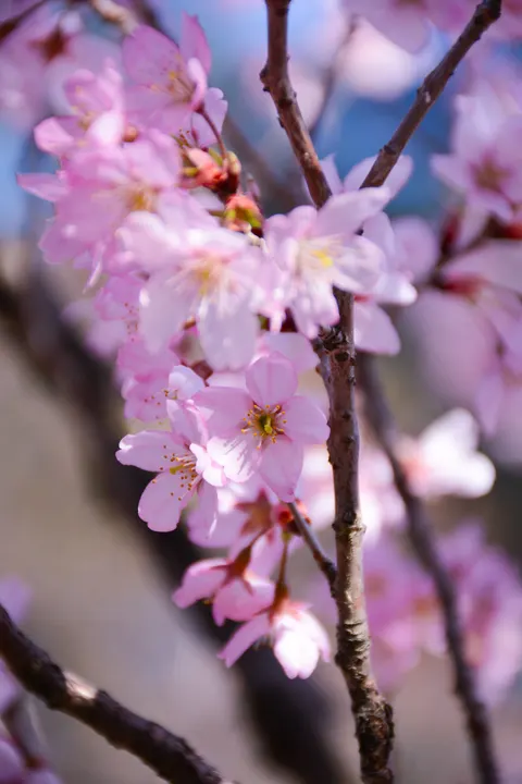 Blossom Pink Phone Wallpaper · pastel · 1440×2160