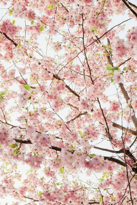 Blossom Pink Phone Wallpaper · pastel · 1440×2160