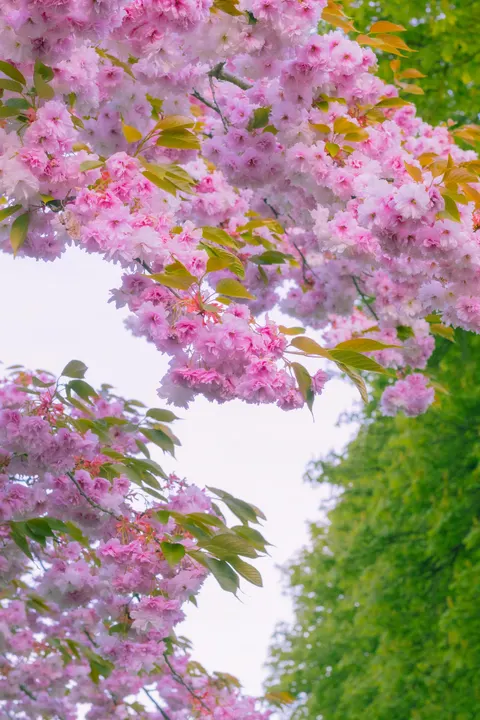 Blossom Pink Phone Wallpaper · pastel · 1440×2160