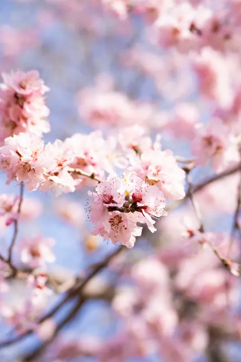 Blossom Pink Phone Wallpaper · pastel · 1440×2160