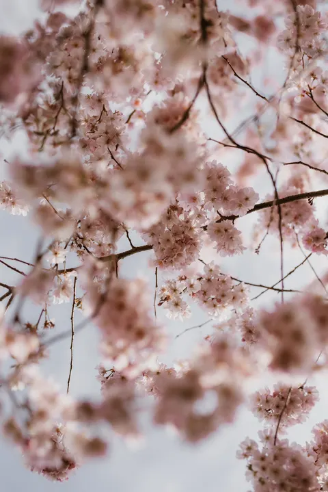 Blossom Pink Phone Wallpaper · pastel · 1440×2157
