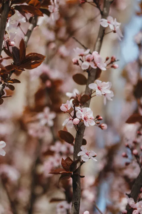 Blossom Pink Phone Wallpaper · pastel · 1440×2160