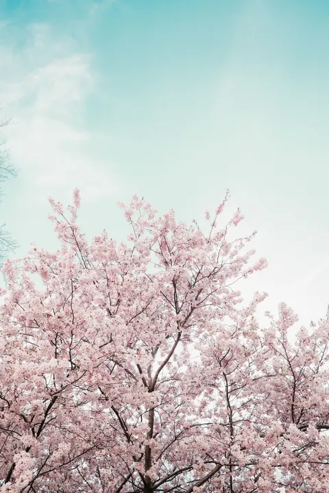 Blossom Pink Phone Wallpaper · pastel · 1440×2160