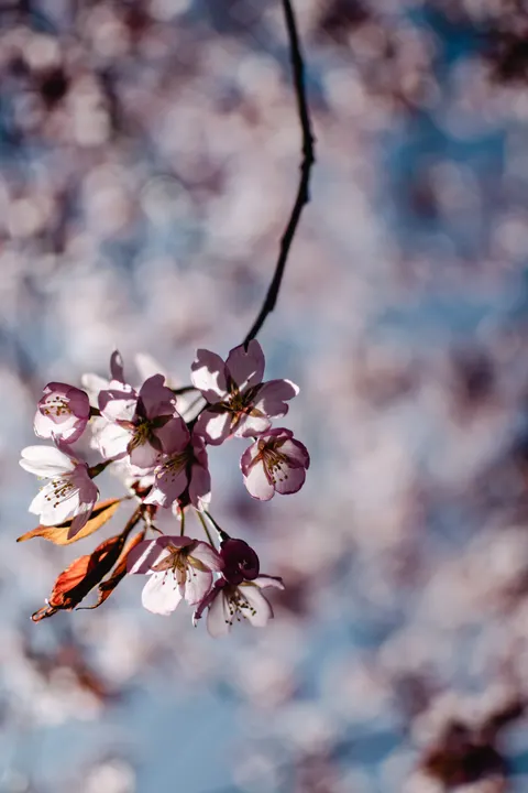 Blossom Pink Phone Wallpaper · pastel · 1440×2160