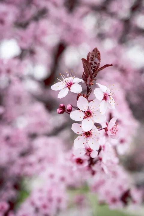 Blossom Pink Phone Wallpaper · pastel · 1440×2160