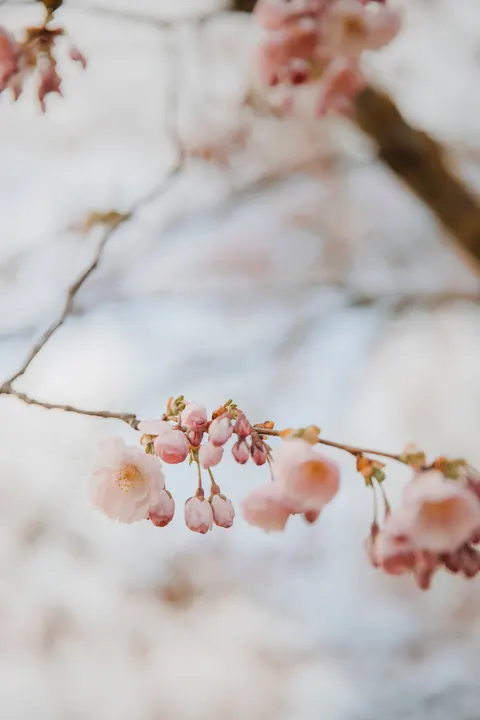 Blossom Pink Phone Wallpaper · pastel · 1440×2160