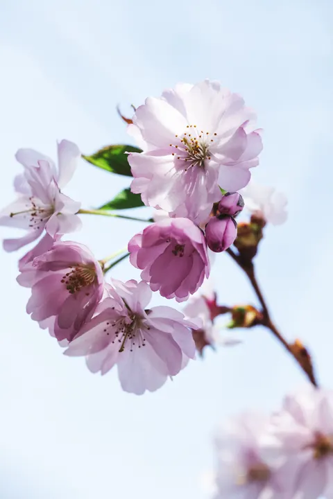 Blossom Pink Phone Wallpaper · pastel · 1440×2160