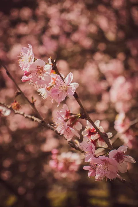Blossom Pink Phone Wallpaper · pastel · 1440×2160