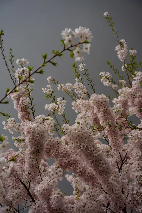 Blossom Pink Phone Wallpaper · pastel · 1440×2160