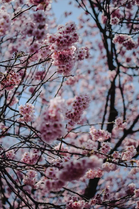 Blossom Pink Phone Wallpaper · pastel · 1440×2160