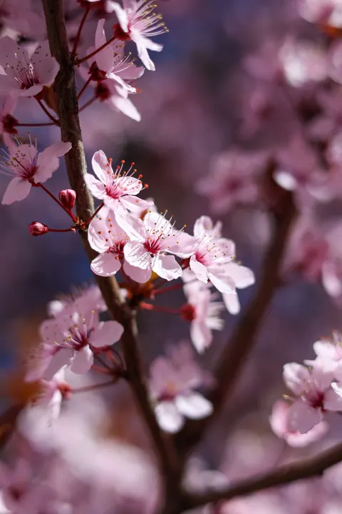 Blossom Pink Phone Wallpaper · pastel · 1440×2160