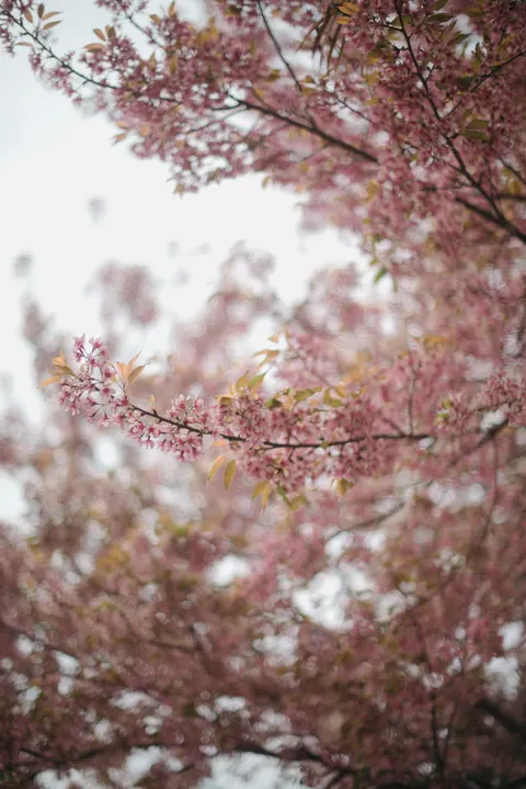 Blossom Pink Phone Wallpaper · pastel · 1440×2158