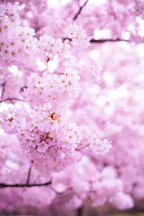 Blossom Pink Phone Wallpaper · pastel · 1440×2160