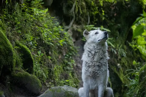 Wolf 4K Wallpaper · animals · 3840×2560