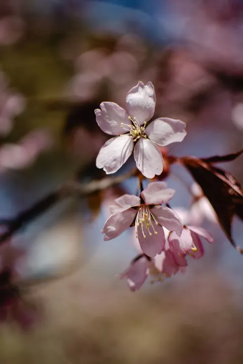 Blossom Pink Phone Wallpaper · pastel · 1440×2160