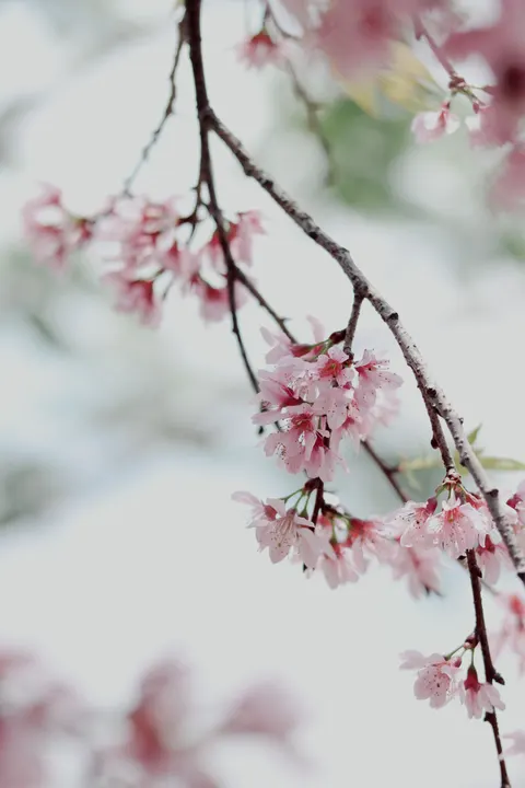 Blossom Pink Phone Wallpaper · pastel · 1440×2160