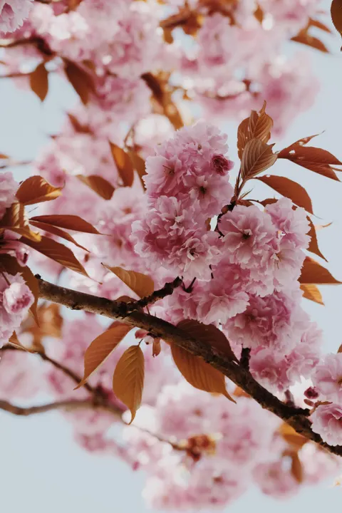 Blossom Pink Phone Wallpaper · pastel · 1440×2160