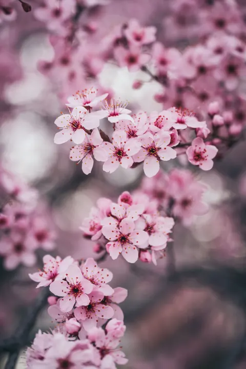 Blossom Pink Phone Wallpaper · pastel · 1440×2160