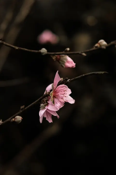 Blossom Pink Phone Wallpaper · pastel · 1440×2160