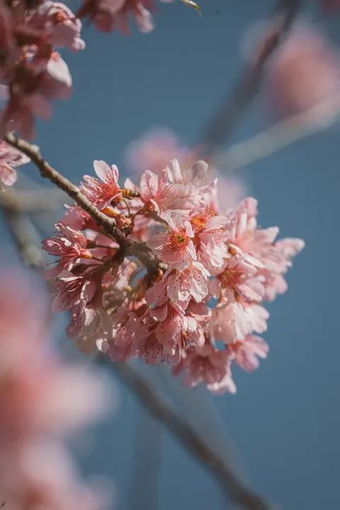 Blossom Pink Phone Wallpaper · pastel · 1440×2160