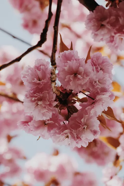Blossom Pink Phone Wallpaper · pastel · 1440×2160