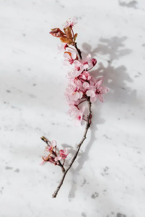 Blossom Pink Phone Wallpaper · pastel · 1440×2160