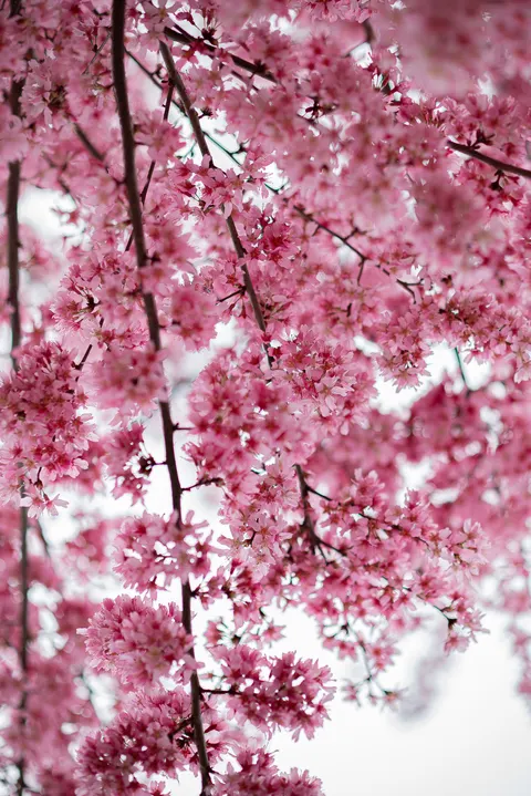 Blossom Pink Phone Wallpaper · pastel · 1440×2157