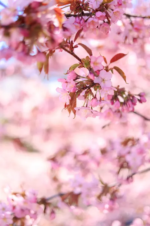 Blossom Pink Phone Wallpaper · pastel · 1440×2159