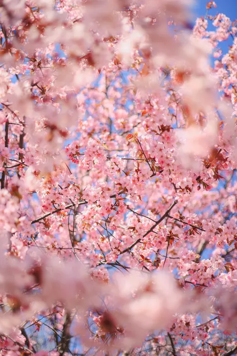 Blossom Pink Phone Wallpaper · pastel · 1440×2159