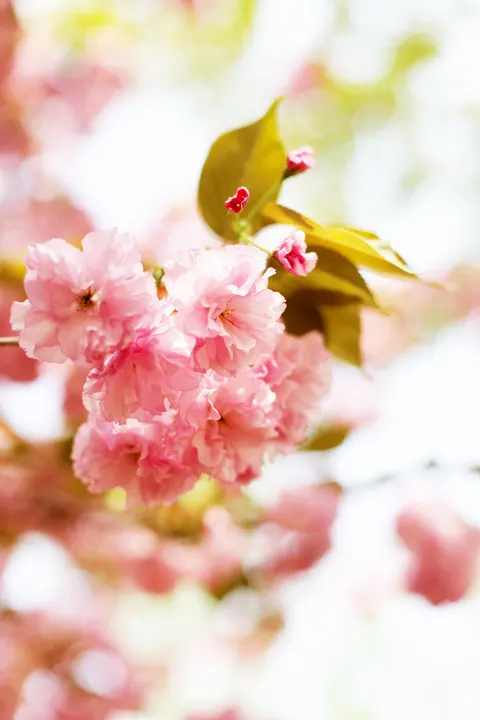 Blossom Pink Phone Wallpaper · pastel · 1440×2160
