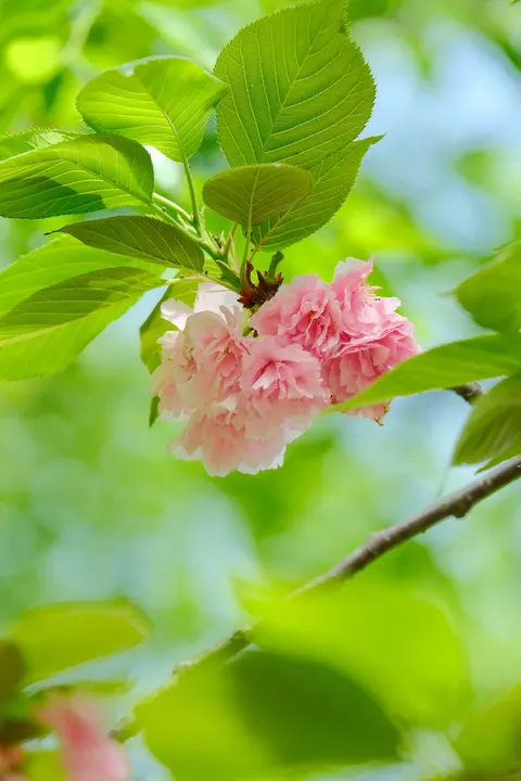 Blossom Pink Phone Wallpaper · pastel · 1440×2160