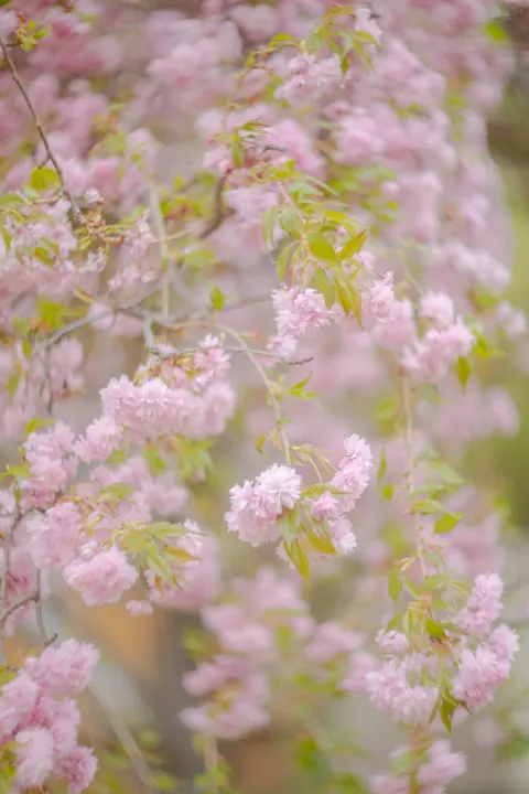 Blossom Pink Phone Wallpaper · pastel · 1440×2160