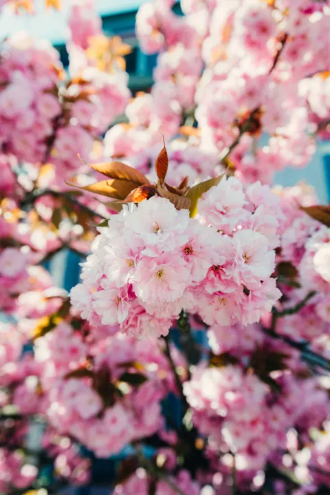 Blossom Pink Phone Wallpaper · pastel · 1440×2158