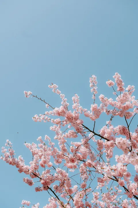 Blossom Pink Phone Wallpaper · pastel · 1440×2160