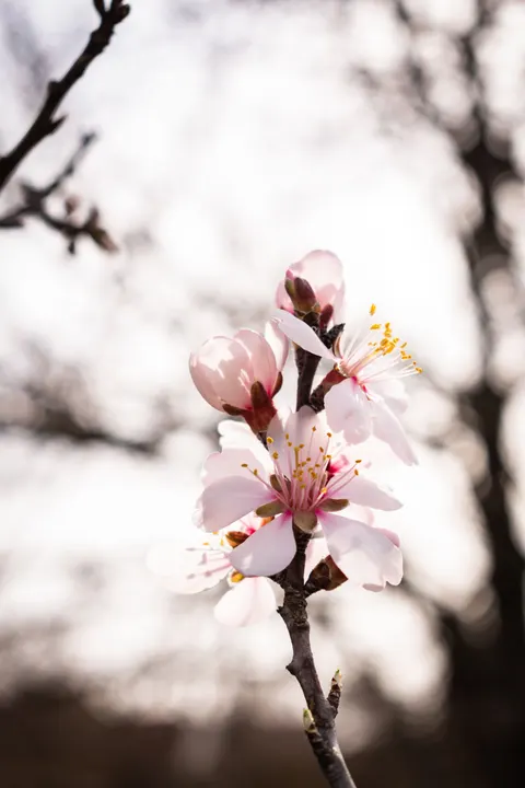 Blossom Pink Phone Wallpaper · pastel · 1440×2160